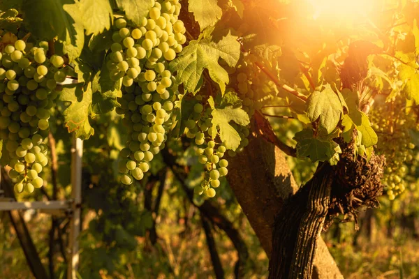 Grapes growing in a vineyard on a sunny day.Summer season. High quality photo