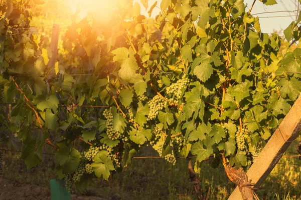 Grapes Growing Vineyard Sunny Day Summer Season High Quality Photo — Zdjęcie stockowe