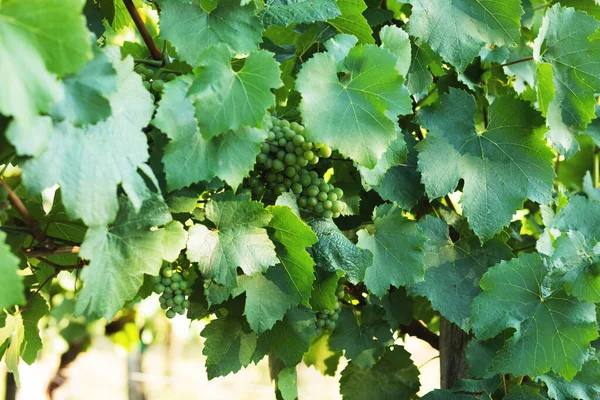 Grapes Growing Vineyard Sunny Day Summer Season High Quality Photo — Photo