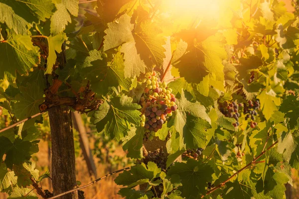 Bunch Red Grapes Vineyard Sunny Day Summer Season High Quality — Stockfoto
