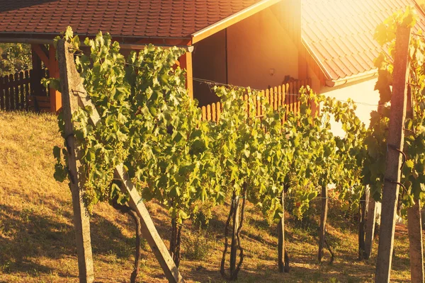 House Wine Cellar Vineyard Sunny Day Summer Season High Quality — Stock Photo, Image