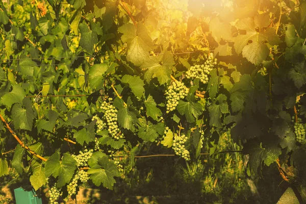 Grapes Growing Vineyard Sunny Day Summer Season High Quality Photo Imagen de stock