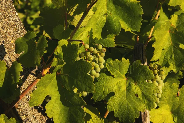 Grapes Growing Vineyard Sunny Day Summer Season High Quality Photo — Foto de Stock
