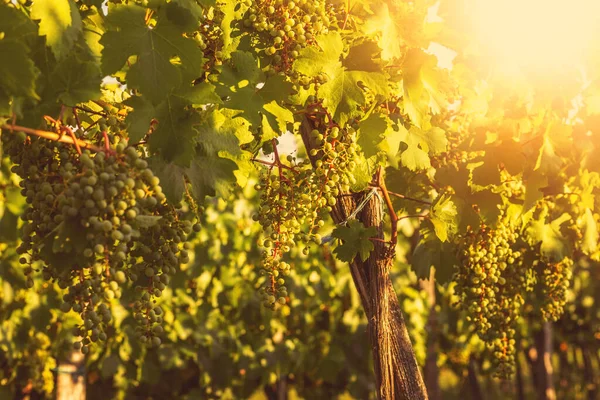 Grapes Growing Vineyard Sunny Day Summer Season High Quality Photo — Stock Photo, Image