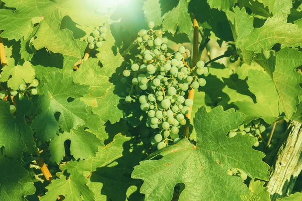 Grapes Growing Vineyard Sunny Day Summer Season High Quality Photo — Foto de Stock