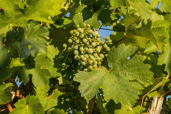 Grapes Growing Vineyard Sunny Day Summer Season High Quality Photo — Photo