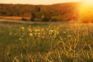 Akşamları ormanın yanındaki yeşil çayır manzarası. Yaz mevsimi. Yüksek kalite fotoğraf