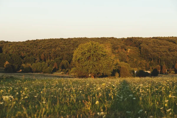 Kilátás Zöld Rét Erdőben Esténként Nyári Szezonban Kiváló Minőségű Fénykép — Stock Fotó