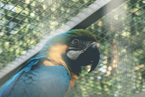 Yellow Blue Macaw Parrot Portrait Parrot Cage High Quality Photo — Stock Photo, Image