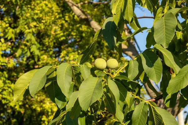 Green Walnuts Growing Tree Summer Season High Quality Photo — Stock Photo, Image