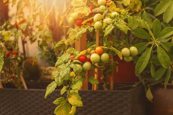Pomidory Wiśniowe Wino Sezon Letni Wysokiej Jakości Zdjęcie — Zdjęcie stockowe