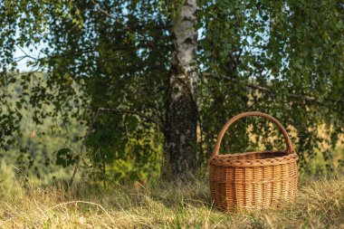 Yeşil çayırda hasır sepet. Yazın güneşli bir gün. Yüksek kalite fotoğraf