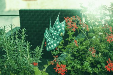 Teras bahçesinde noktalı fırıldak. Yüksek kalite fotoğraf