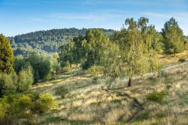 Akşam güneşiyle aydınlanan dağ çayırı. Yaz sonu. Yüksek kalite fotoğraf
