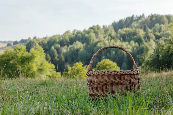 Wiklinowy Kosz Zielonym Miodu Sunny Dzień Lecie Wysokiej Jakości Zdjęcie — Zdjęcie stockowe