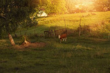 Yeşil alanda inek otluyor. Yaz mevsimi. Yüksek kalite fotoğraf