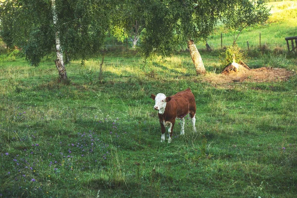 緑のフィールドに牛の放牧 夏の季節 高品質の写真 — ストック写真