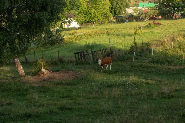 Kühe Weiden Auf Der Grünen Wiese Sommersaison Hochwertiges Foto — Stockfoto