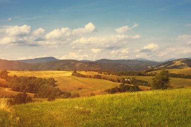 Yeşil tarlaları ve ormanları olan kırsal alan. Yaz mevsimi. Yüksek kalite fotoğraf