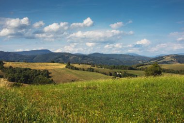 Yeşil tarlaları ve ormanları olan kırsal alan. Yaz mevsimi. Yüksek kalite fotoğraf