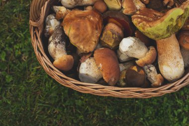 Bir sepet dolusu taze orman mantarı. Yüksek kalite fotoğraf