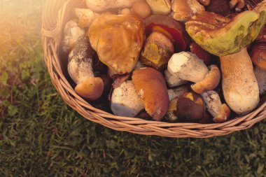 Bir sepet dolusu taze orman mantarı. Yüksek kalite fotoğraf