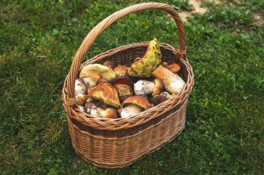 Bir sepet dolusu taze orman mantarı. Yüksek kalite fotoğraf