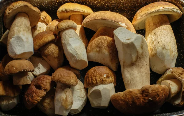 Cogumelos Porcini Frescos Uma Bandeja Cozinha Foto Alta Qualidade — Fotografia de Stock