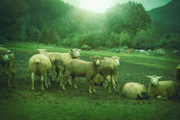 Rebanho Ovelhas Pastando Prado Verde Foto Alta Qualidade — Fotografia de Stock