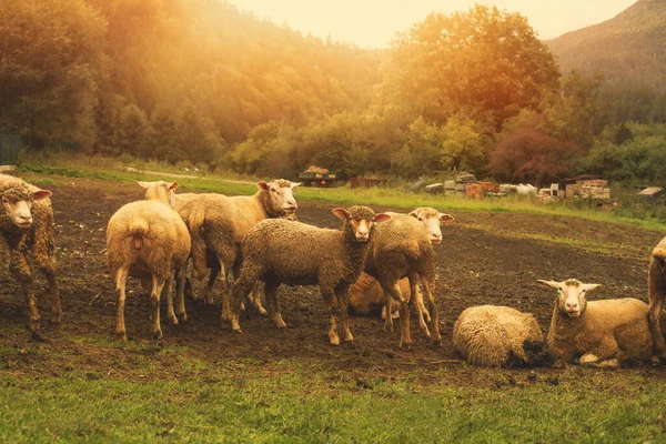 Gregge Pecore Pascolo Sul Prato Verde Foto Alta Qualità — Foto Stock