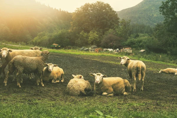 Yeşil Çayırda Otlayan Koyun Sürüsü Yüksek Kalite Fotoğraf — Stok fotoğraf