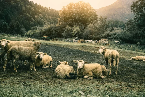 Yeşil Çayırda Otlayan Koyun Sürüsü Yüksek Kalite Fotoğraf — Stok fotoğraf
