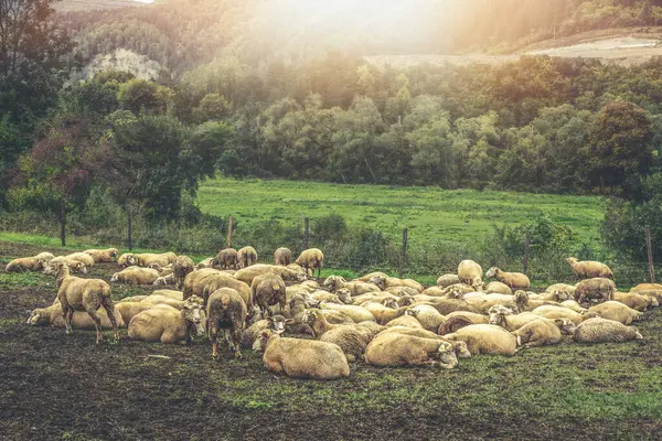 Yeşil Çayırda Otlayan Koyun Sürüsü Yüksek Kalite Fotoğraf — Stok fotoğraf