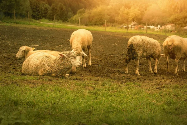 Schafherden Weiden Auf Der Grünen Wiese Hochwertiges Foto — Stockfoto