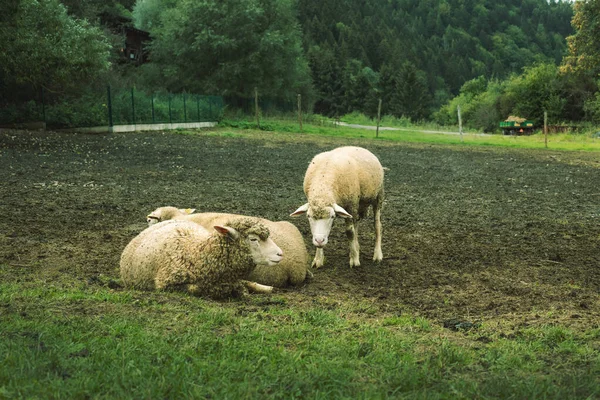Troupeau Moutons Broutant Sur Prairie Verte Photo Haute Qualité — Photo