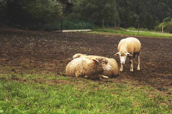 緑の牧草地に羊の放牧の群れ 高品質の写真 — ストック写真
