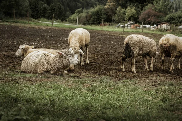 Flock Sheep Grazing Green Meadow High Quality Photo — Stock Photo, Image