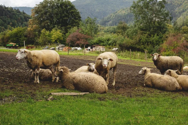 Flock Sheep Grazing Field High Quality Photo — Stock Photo, Image