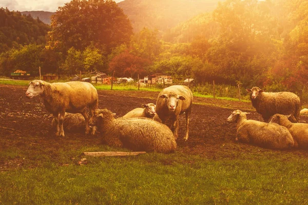 Gregge Pecore Pascolo Sul Campo Foto Alta Qualità — Foto Stock