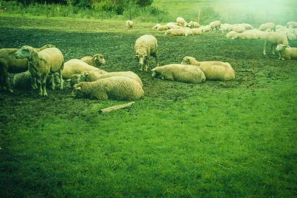 Rebaño Ovejas Pastando Campo Foto Alta Calidad —  Fotos de Stock