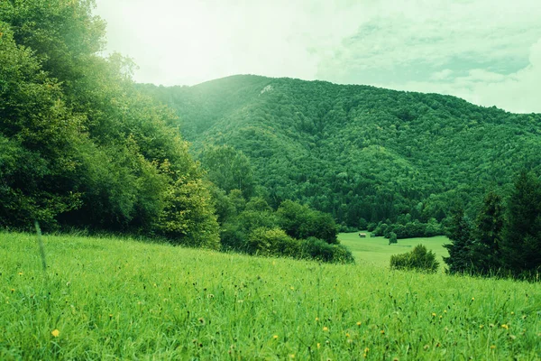 夏の終わりには山の牧草地がライトアップされます 高品質の写真 — ストック写真