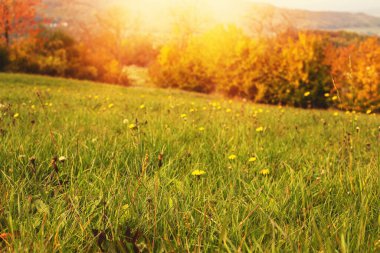 Sonbahar mevsiminde yeşil çayır. Arka planda ağaçlar. Yüksek kalite fotoğraf