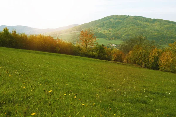 Groene Weide Tijdens Het Herfstseizoen Bomen Achtergrond Hoge Kwaliteit Foto — Stockfoto