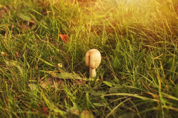 Pilze Wachsen Herbst Auf Der Grünen Wiese Hochwertiges Foto — Stockfoto