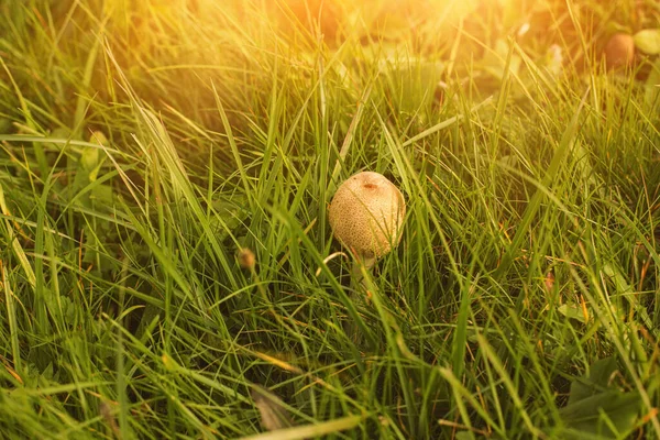 秋に緑の牧草地で成長するキノコ 高品質の写真 — ストック写真