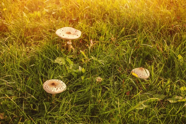 Champignons Poussant Sur Prairie Verte Automne Photo Haute Qualité — Photo