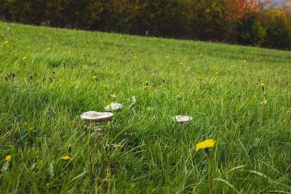 秋に緑の牧草地で成長するキノコ 高品質の写真 — ストック写真