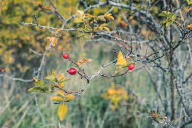 Sonbahar mevsiminde çalılıklarda bir gül ağacı. Yüksek kalite fotoğraf