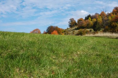 Sonbahar mevsiminde yeşil çayır. Arka planda ağaçlar. Yüksek kalite fotoğraf
