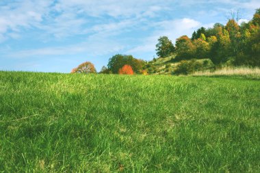 Sonbahar mevsiminde yeşil çayır. Arka planda ağaçlar. Yüksek kalite fotoğraf
